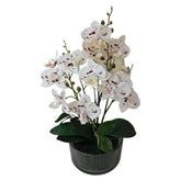 Orquidea decr x34cm